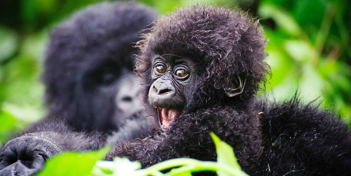 Magical Gorilla Adventures-坎帕拉必去景点