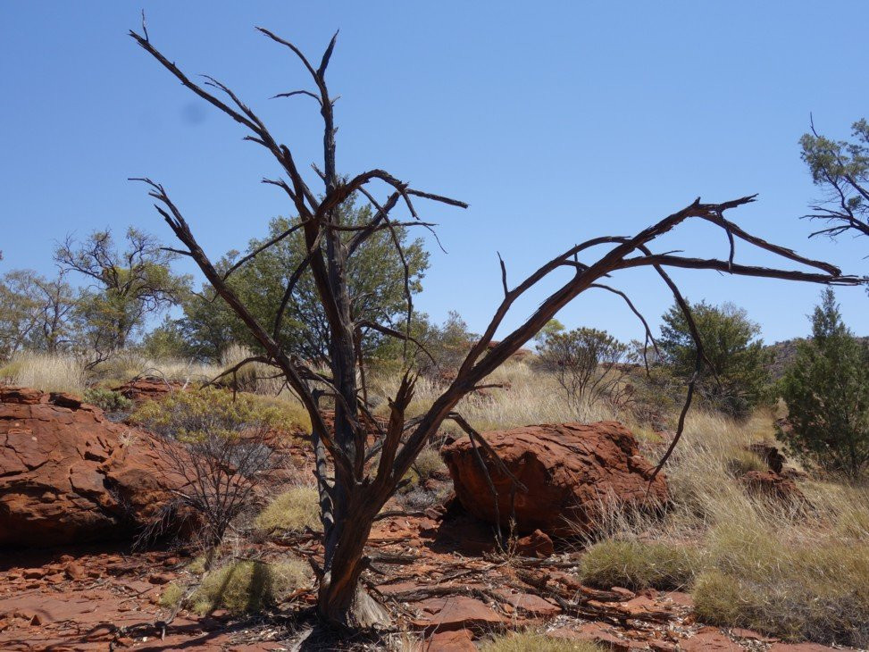 Finke Gorge National Park景点图片