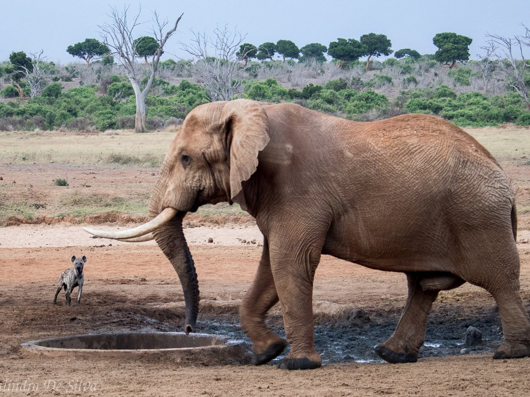 Sentrim Tsavo Lodge主图