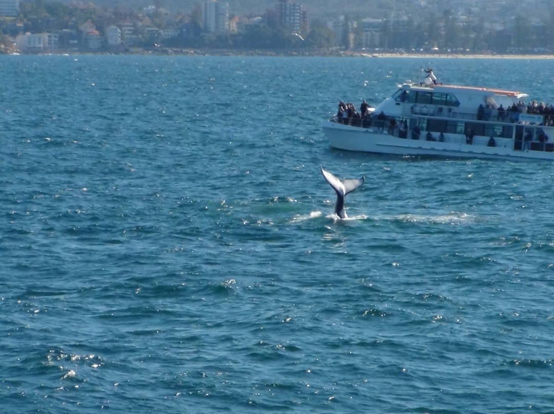 Sydney Whale Watching景点图片