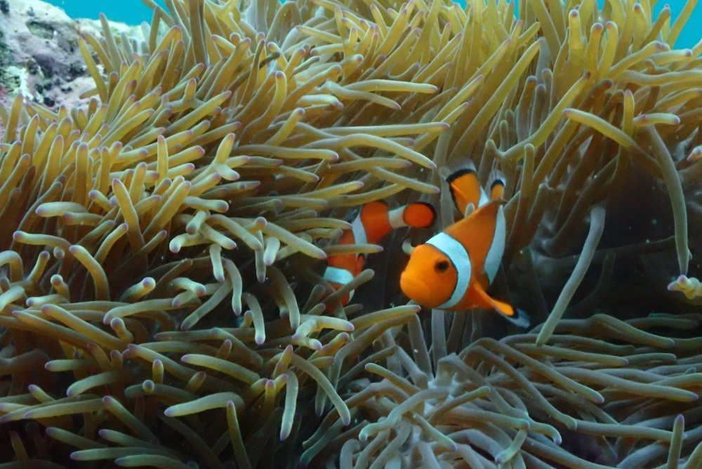 Samaesarn Snorkeling Trip景点图片