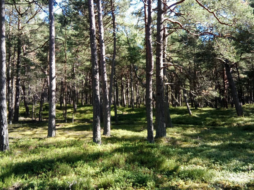 Slowinski National Park景点图片