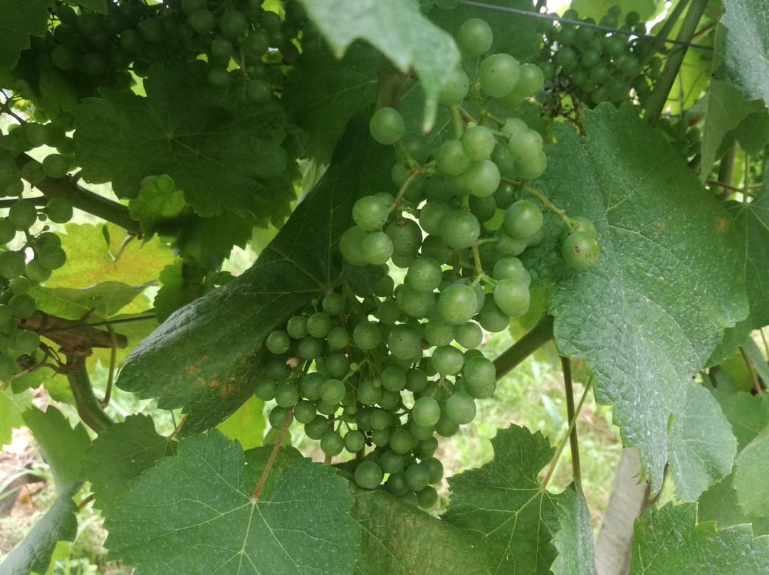 Bodega Gorka Izagirre景点图片