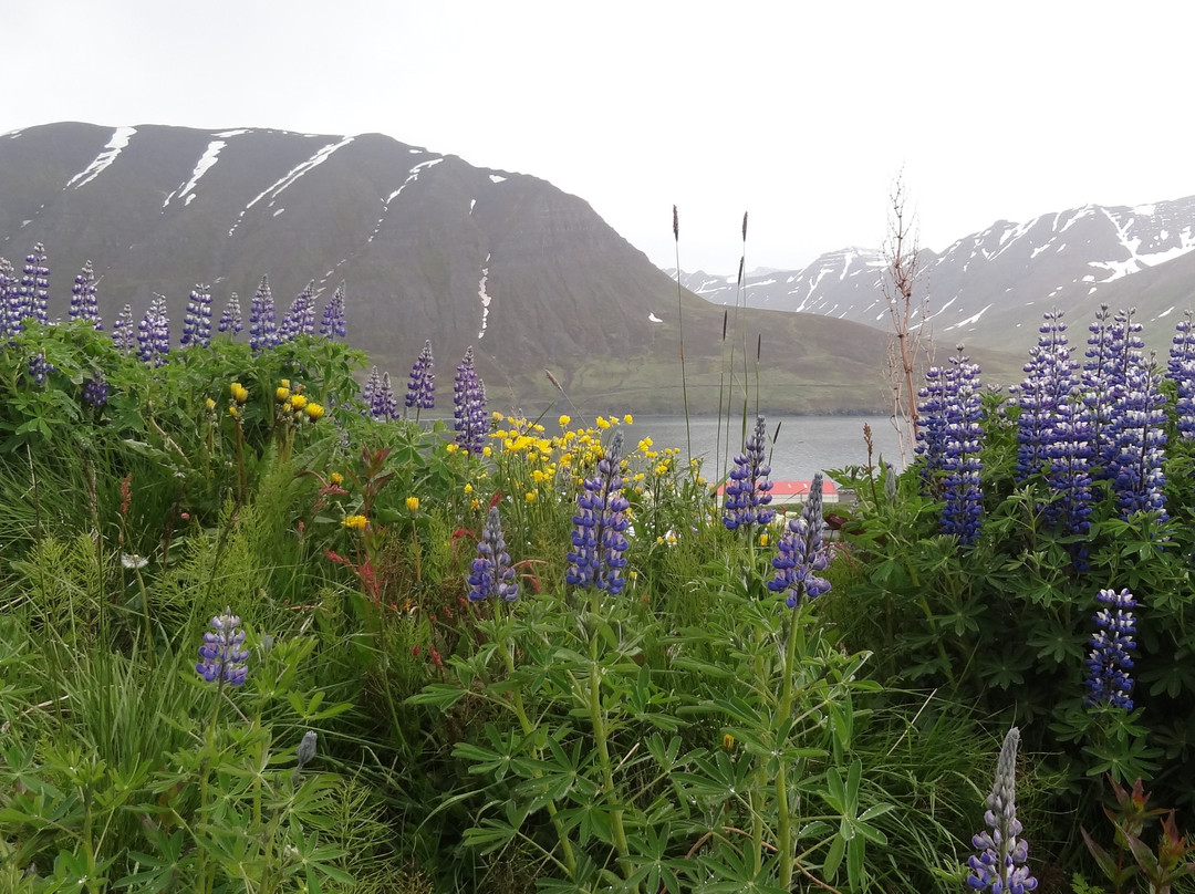 Gistihús Jóa主图