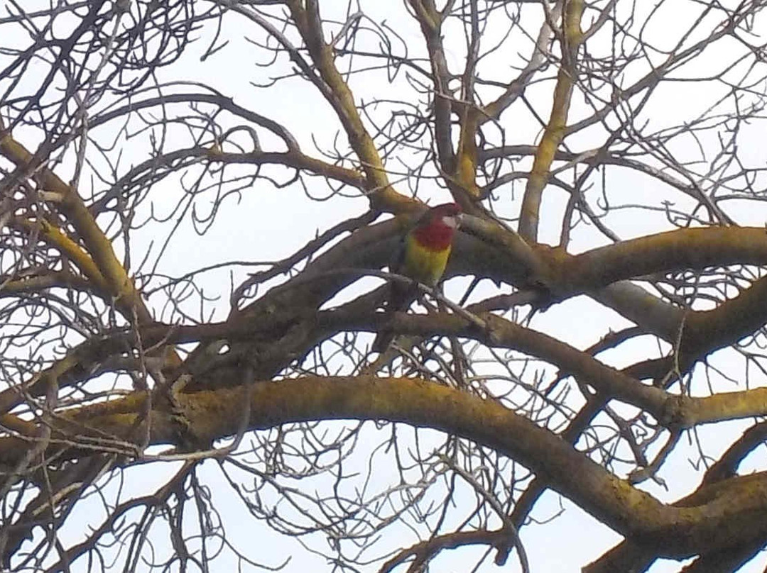 Myrtle Park-Balwyn North必去景点