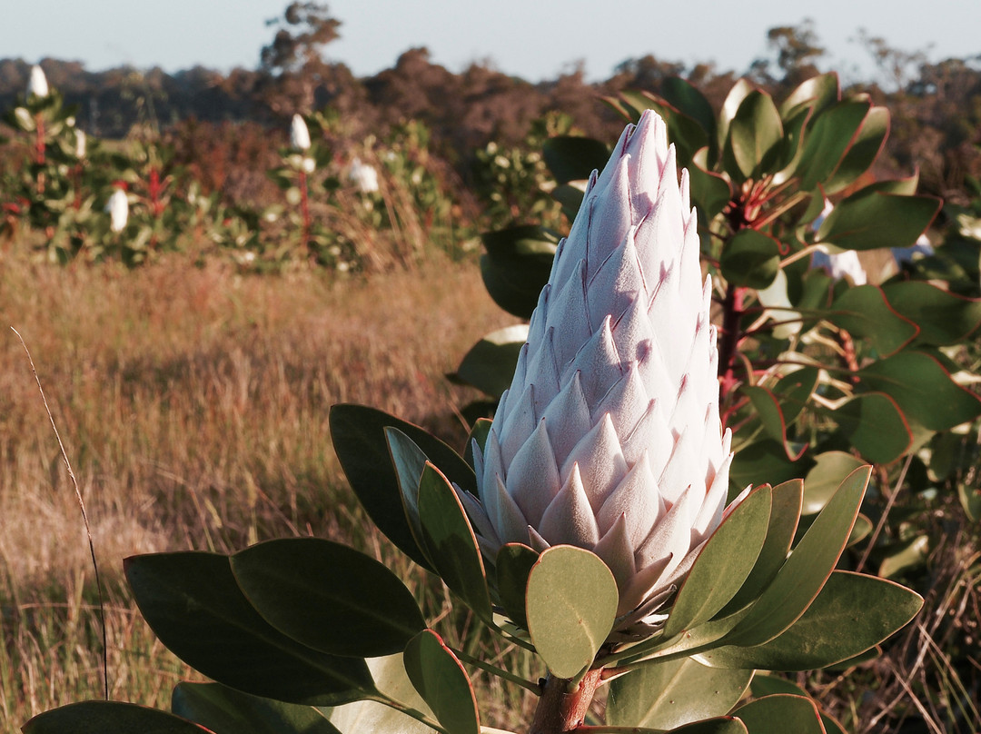 Yelverton Protea Farm景点图片