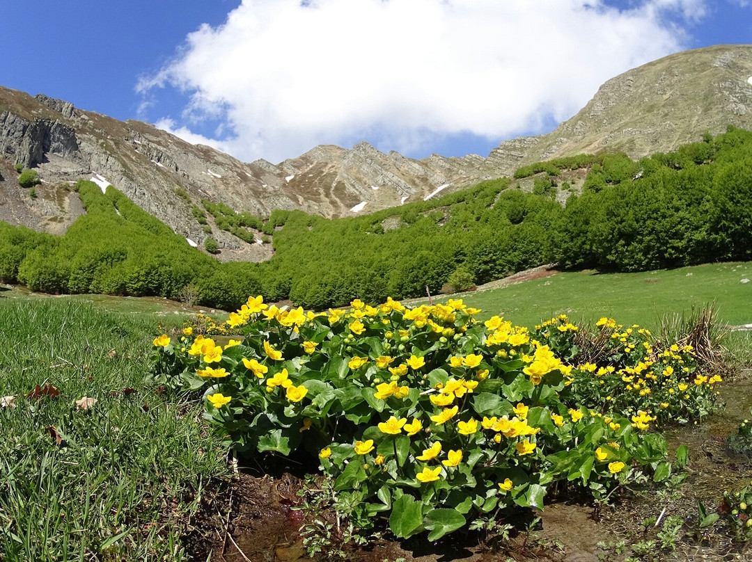 Alpe di Succiso景点图片