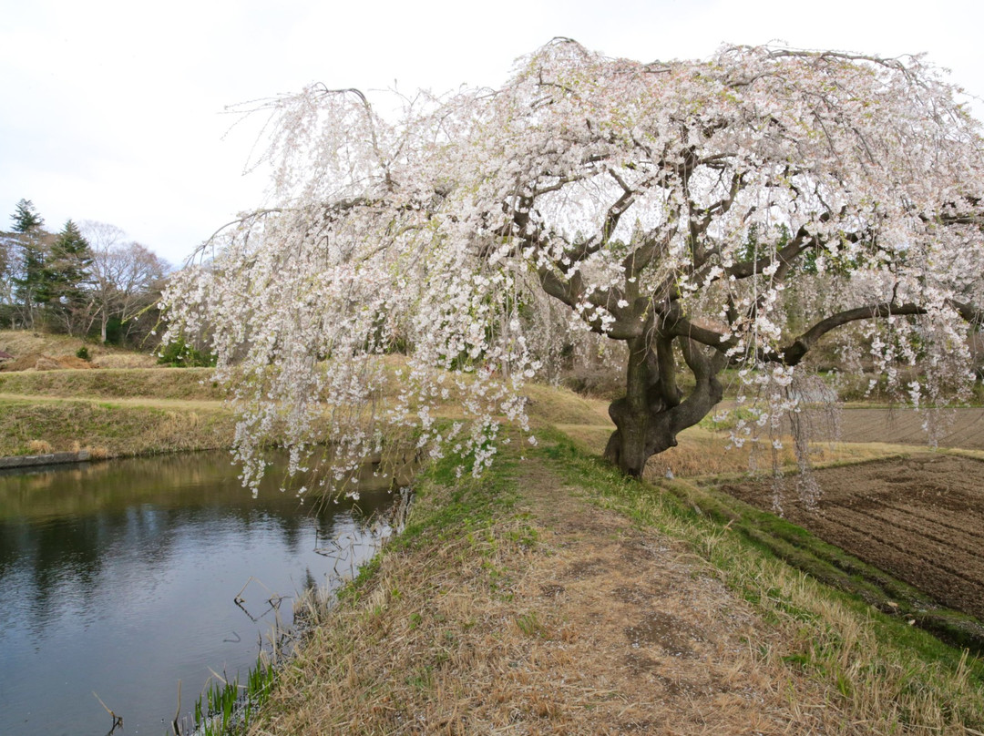 Hanazono no Shidare Sakura景点图片