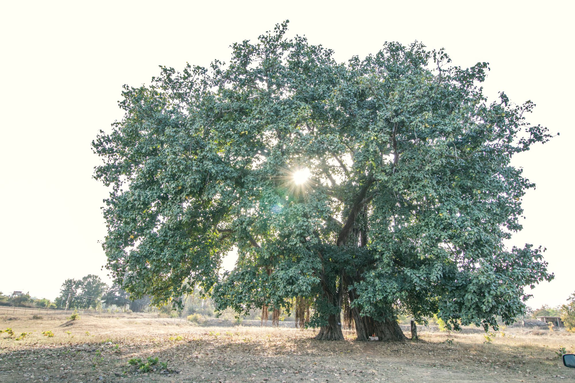 Anmol Resorts & Garden-官方