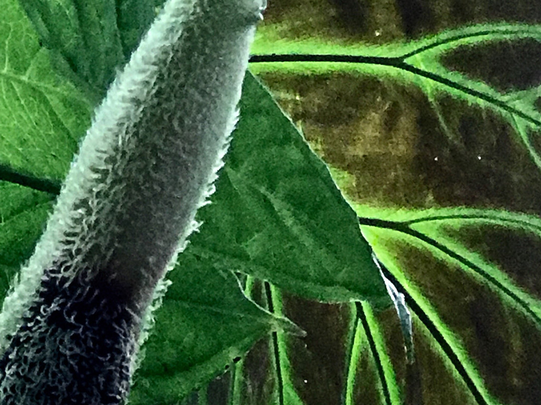 Nectandra Cloud Forest Garden景点图片
