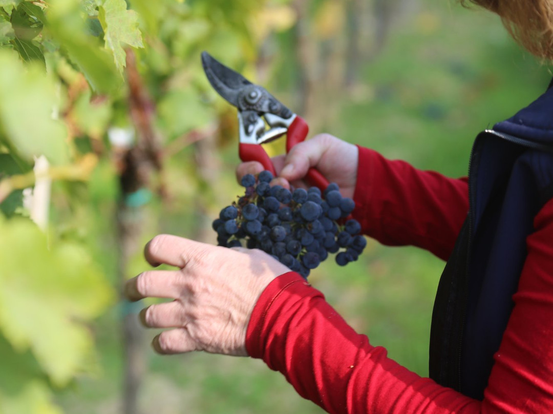 Weingut Familie Pitnauer-Goettlesbrunn必去景点