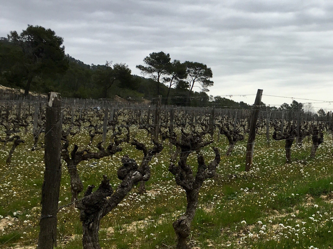 Bertrand Bosc Winetour-蒙彼利埃必去景点