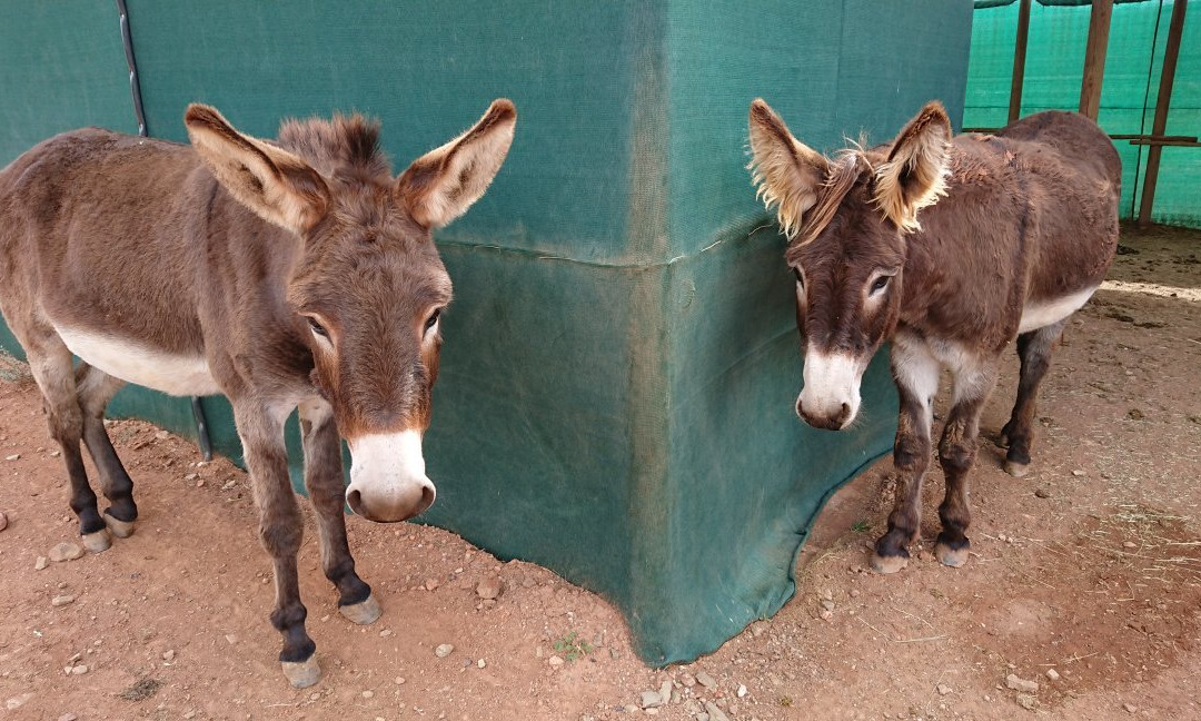 McGregor旅游景点-Eseltjiesrus Donkey Sanctuary