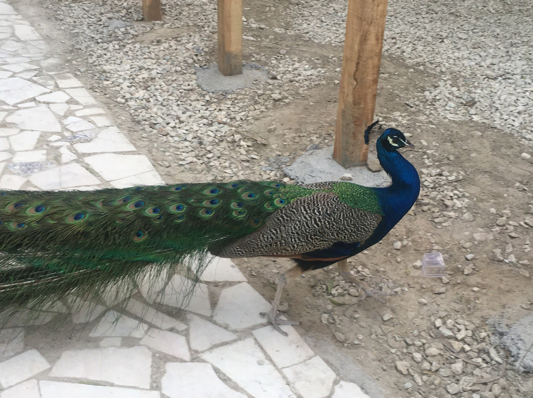 BandarAbbas Bird Garden景点图片