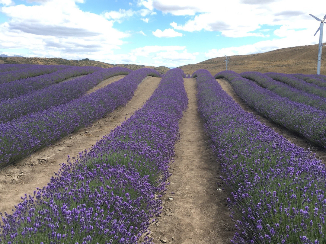 New Zealand Alpine Lavender景点图片