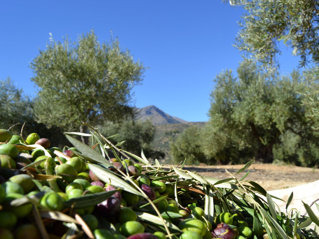 Oleo Turismo Aceites San Juan景点图片