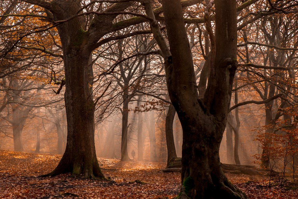 Judy Woods-Wyke必去景点