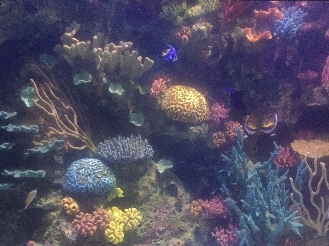Shreveport Aquarium景点图片