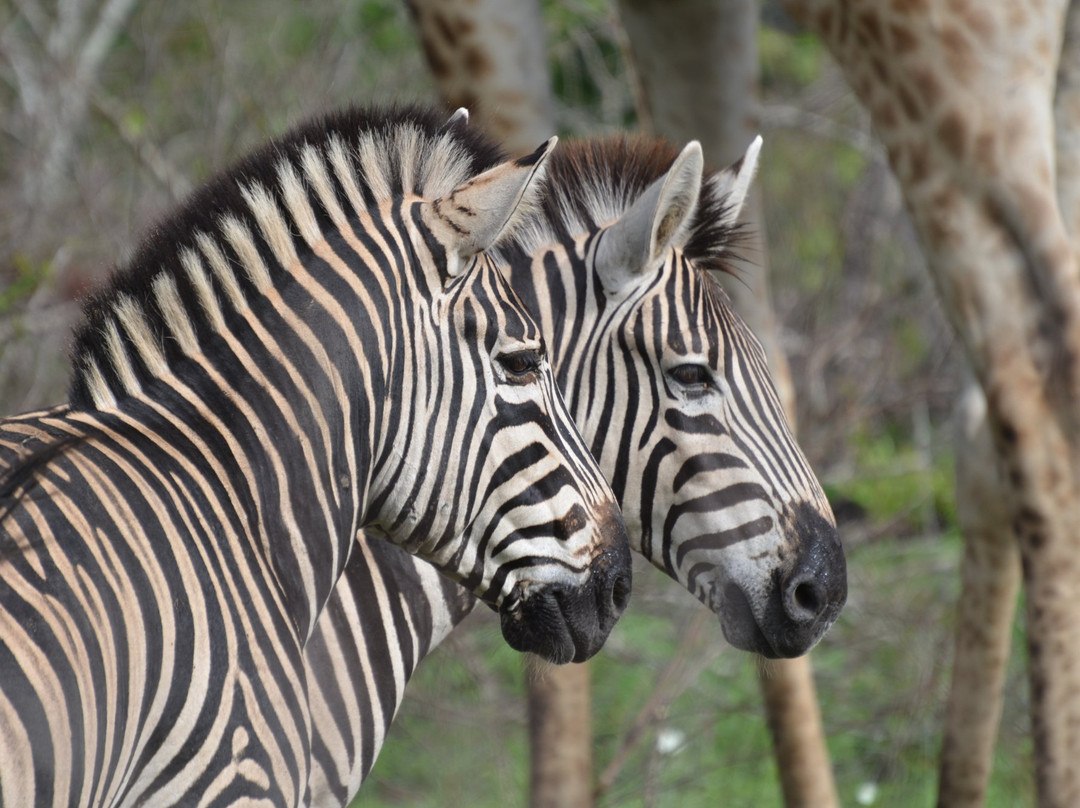 eyeseeAfrica-Green Point必去景点