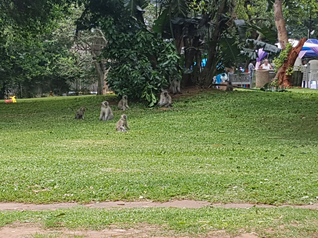 Durban North Japanese Gardens景点图片