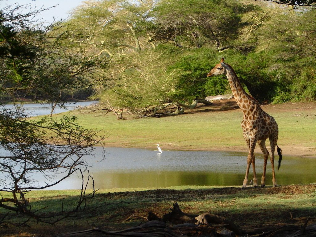 Ndumo Game Reserve景点图片