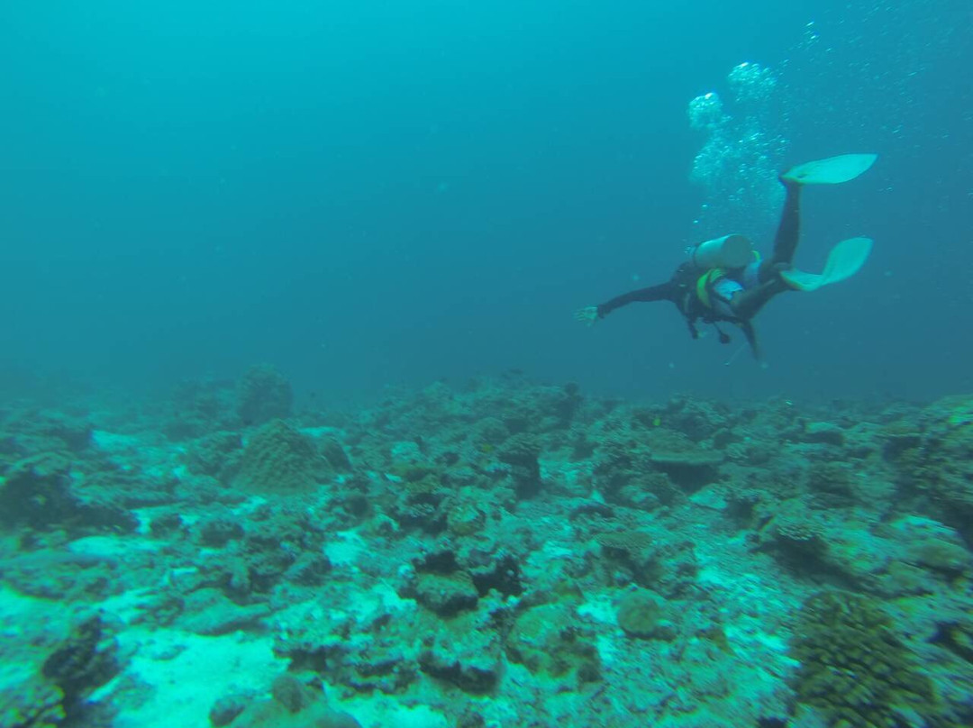 Fish Head Dives & Water Sports-Hangnaameedhoo Island必去景点