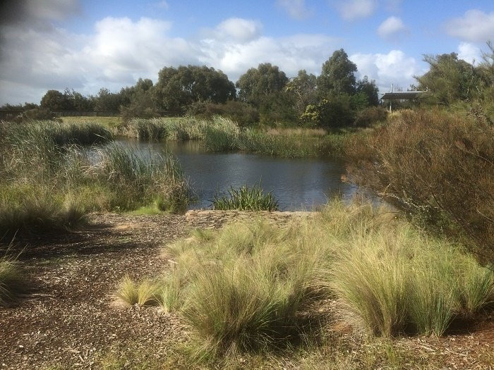 Summerfield Wetlands and Playground景点图片