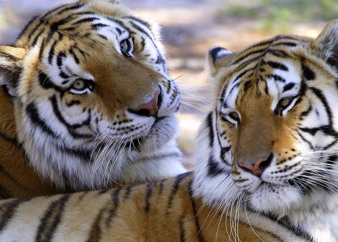 Wildlife Survival Sanctuary景点图片