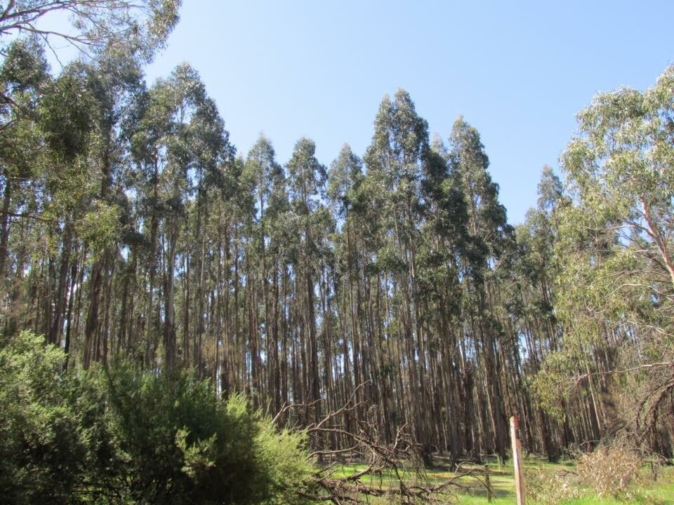 Bilstons Tree-Casterton必去景点