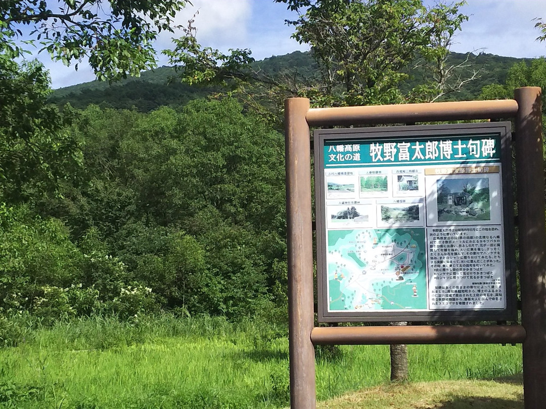 Yawata Wetlands景点图片