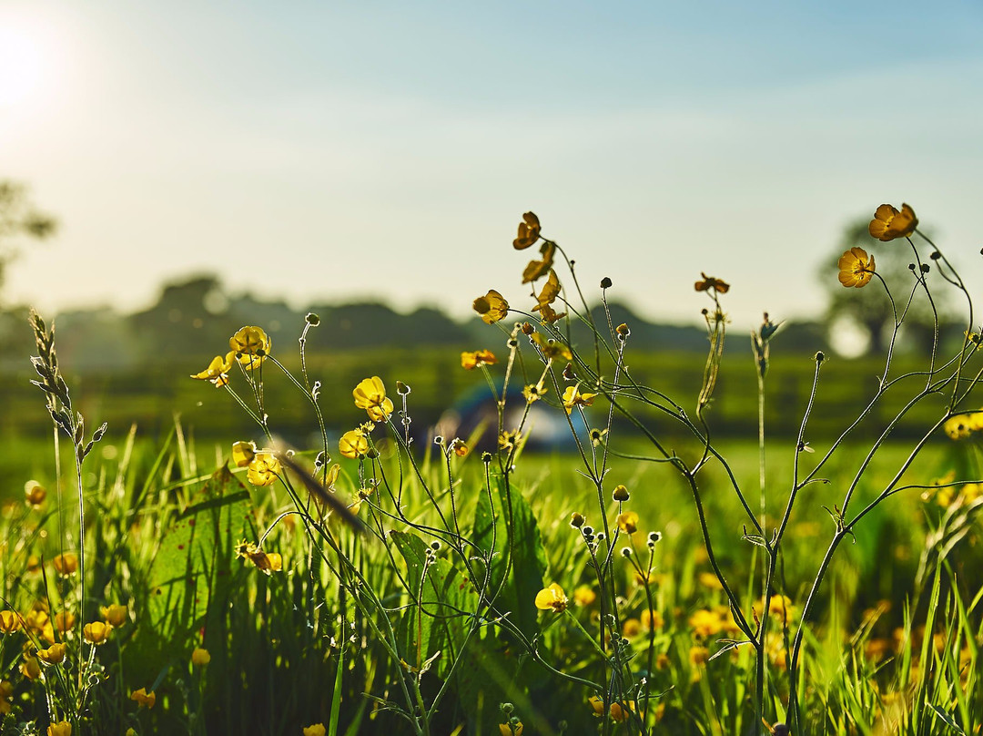 Walnut Tree Farm Camping, Bunk House And Shepherds Huts