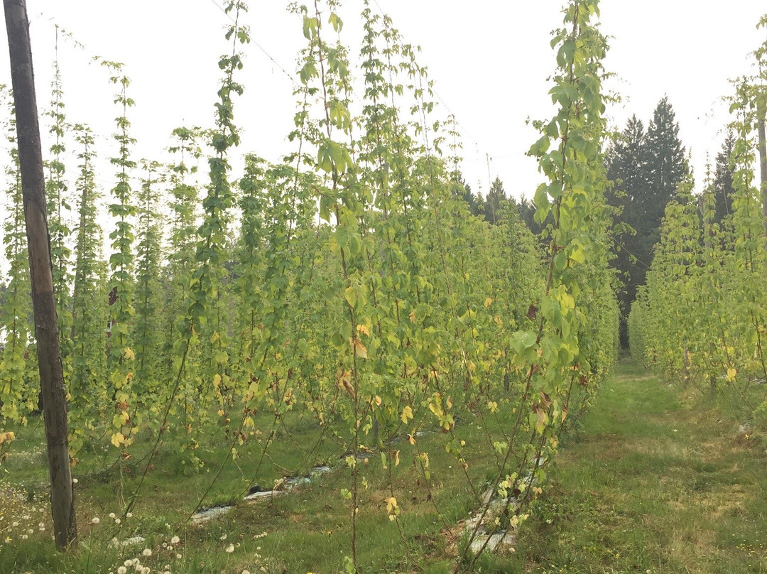 Persephone Brewing Company-吉布森斯必去景点