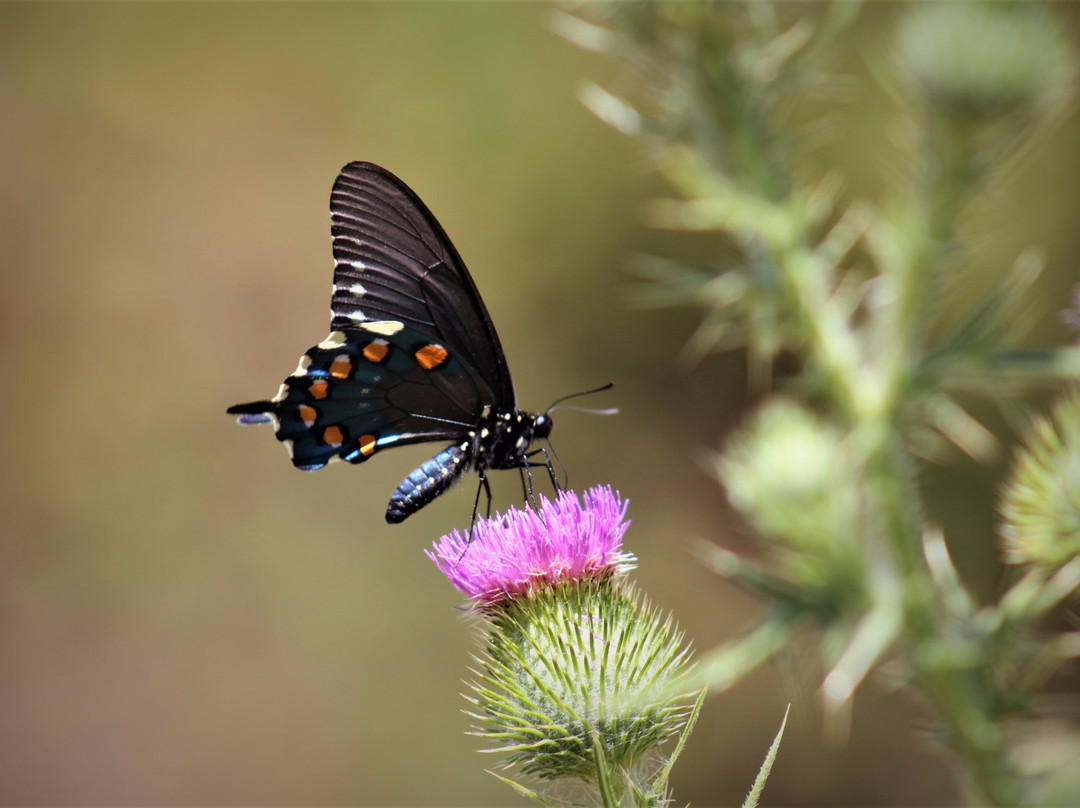 Historic Bridgeport Covered Bridge-Penn Valley必去景点