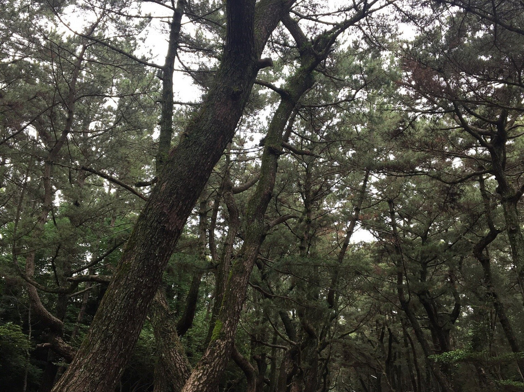 Himeno Matsubara景点图片