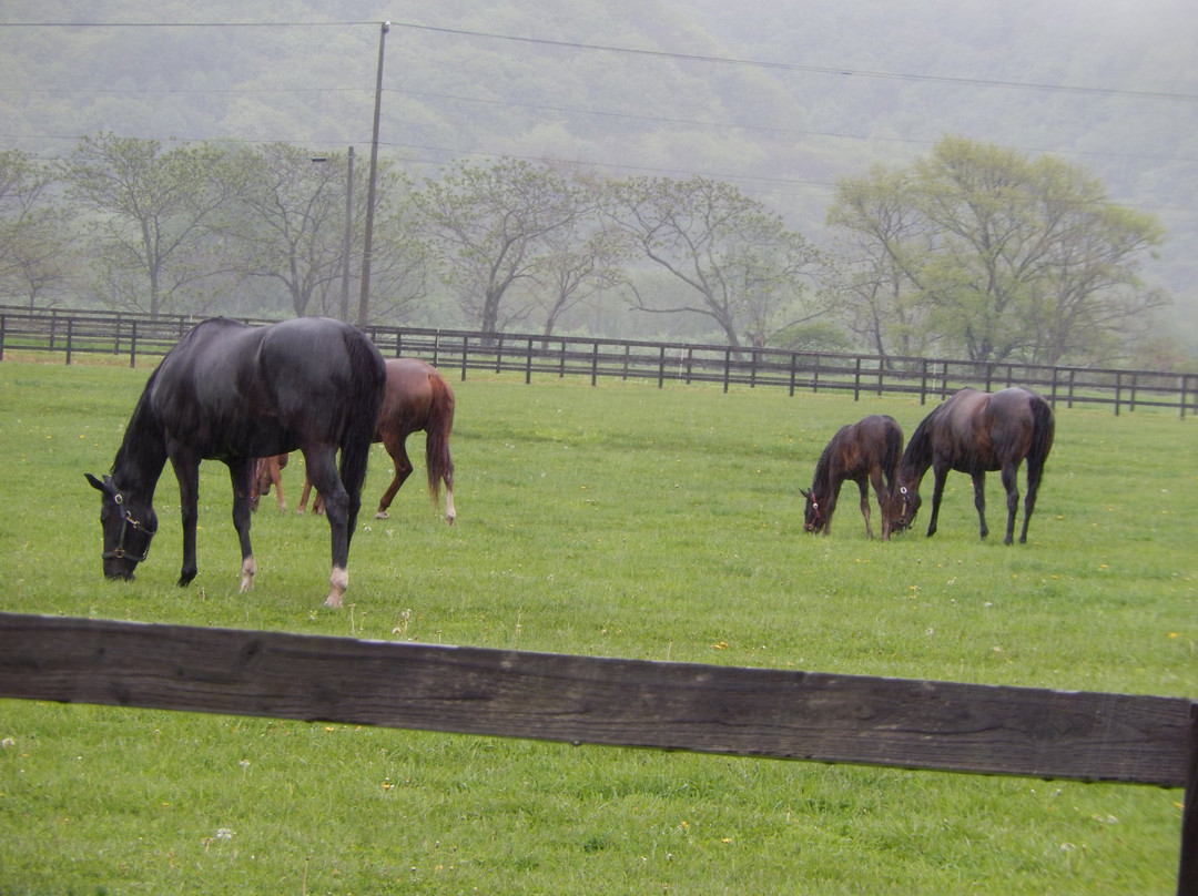 Racing Horse Grazing Farm-浦河町必去景点