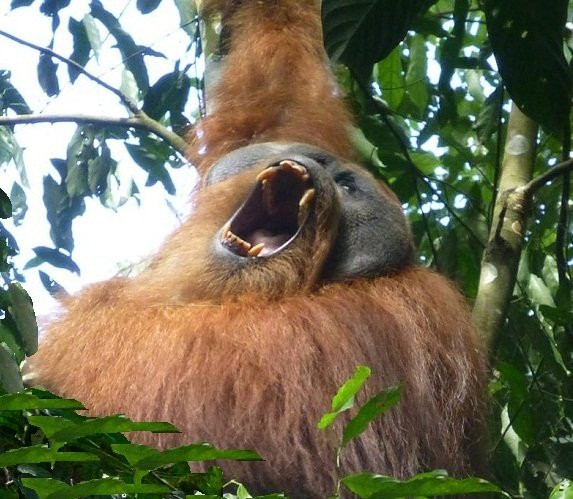 Bukit Lawang - Jungle Trekking Sumatra-武吉拉旺必去景点