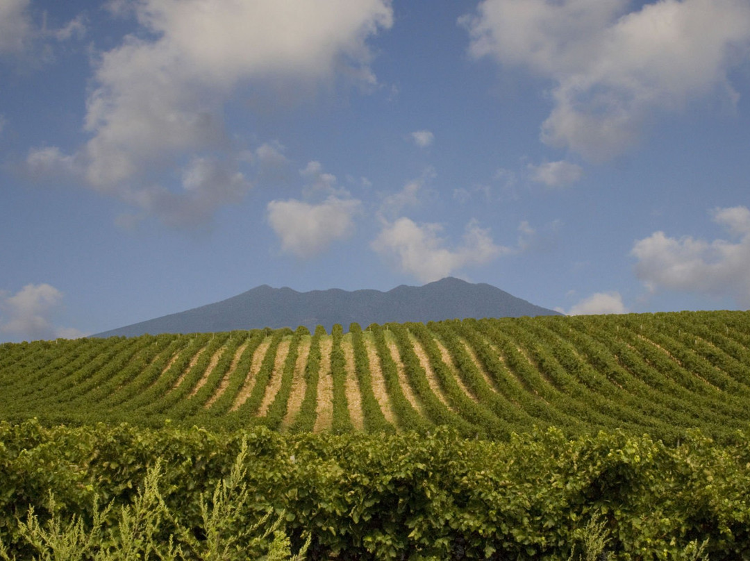 Cantina Di Venosa景点图片