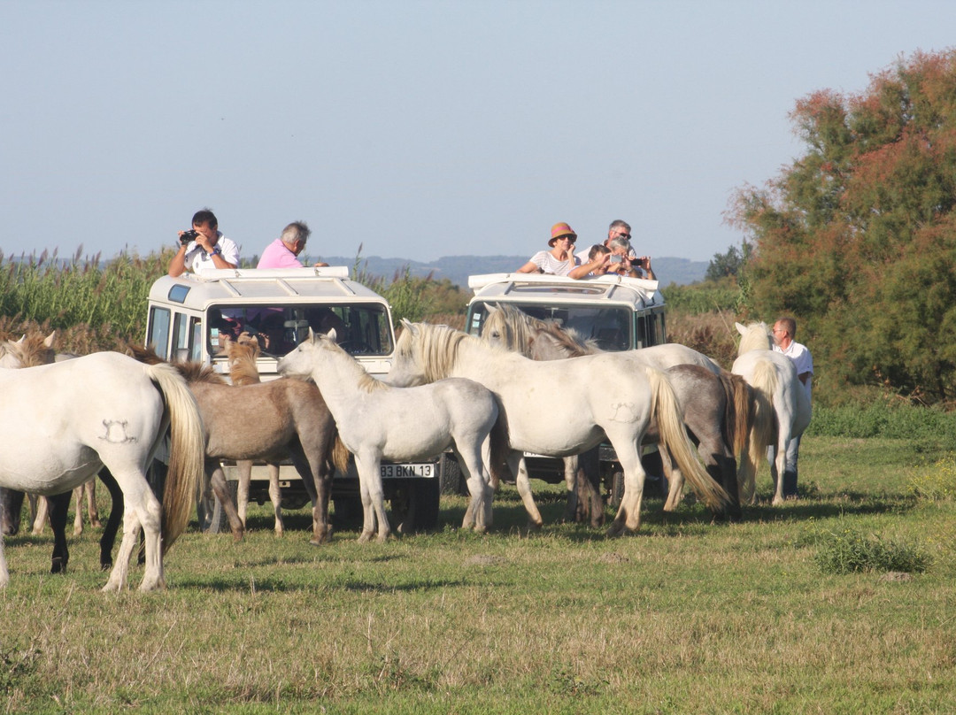 Camargue Decouverte-艾格莫尔特必去景点