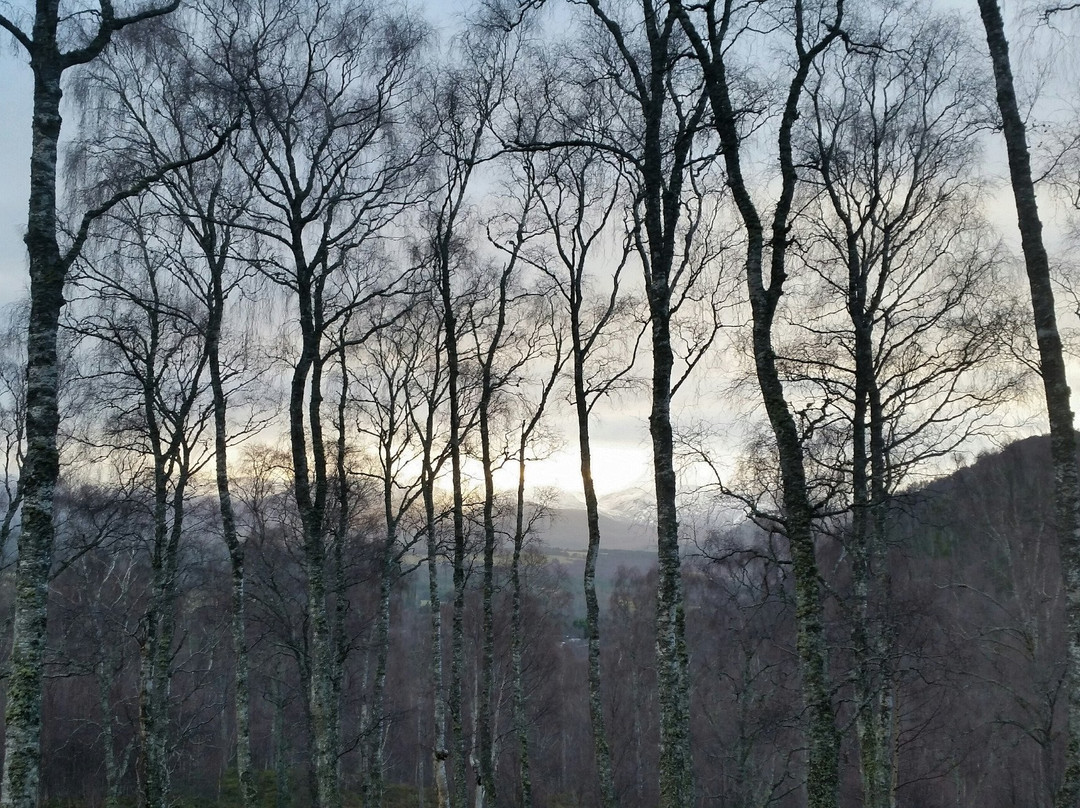 Craigellachie National Nature Reserve景点图片