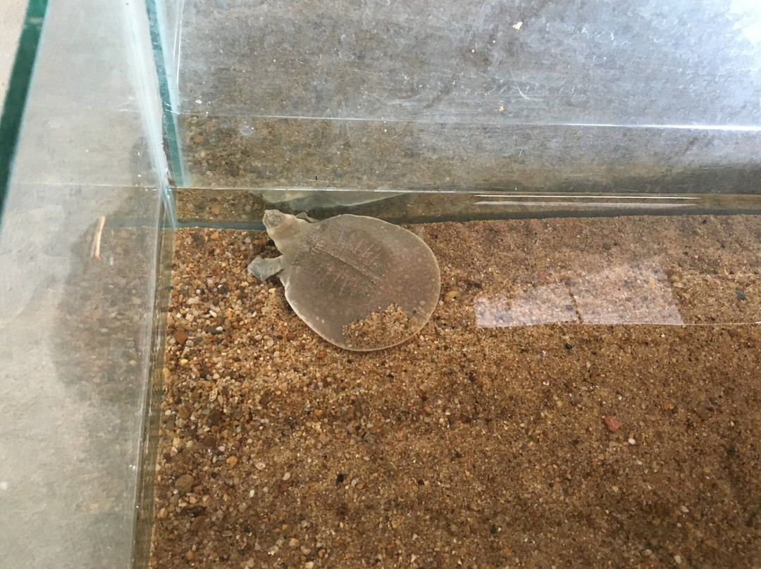 Mekong Turtle Conservation Center-Kratie必去景点