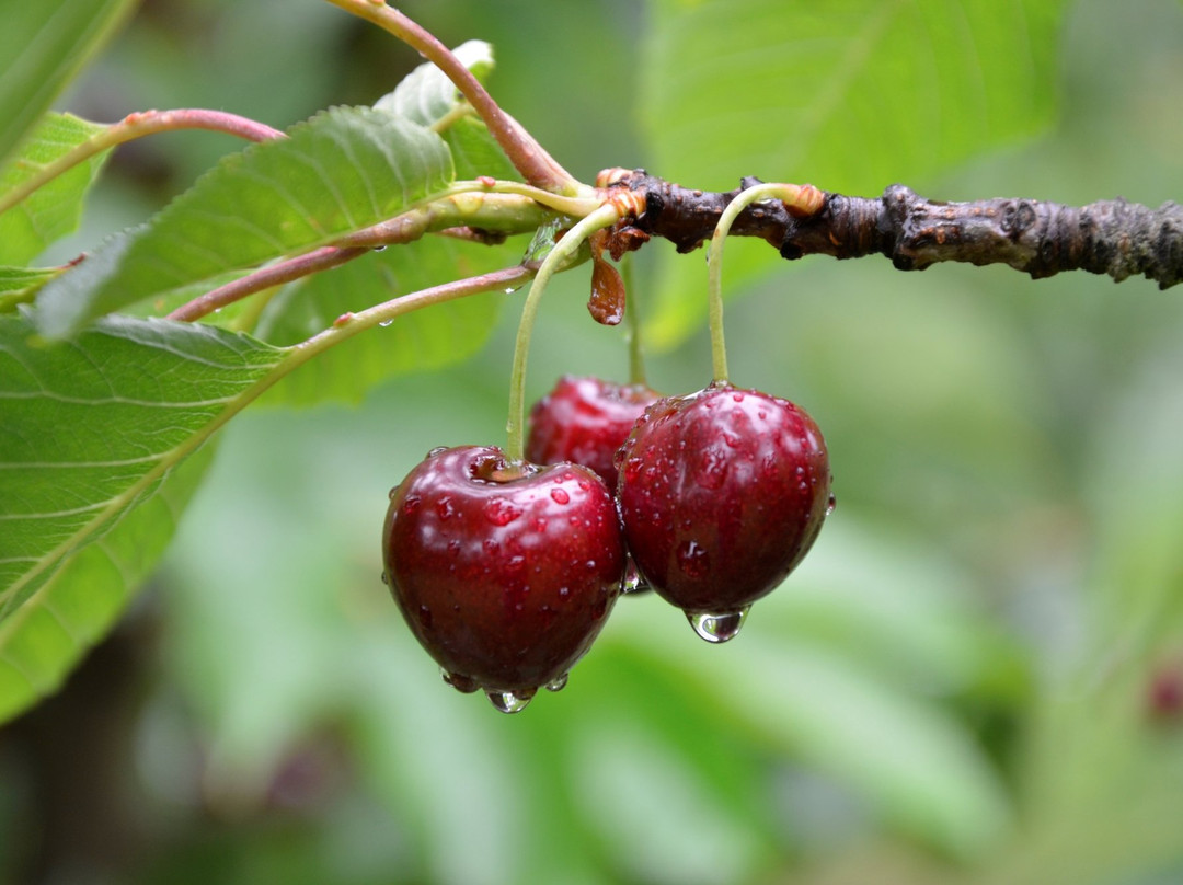 Red Hill Cherry Farm景点图片