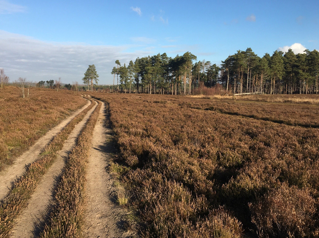 Thursley旅游攻略图片