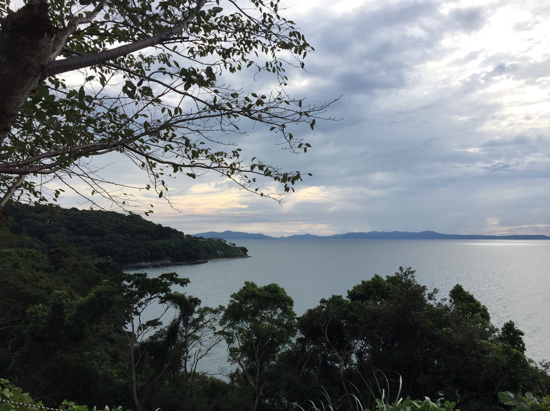 Cherry Blossom Trees along Yunoko Beach Road-水俣市必去景点