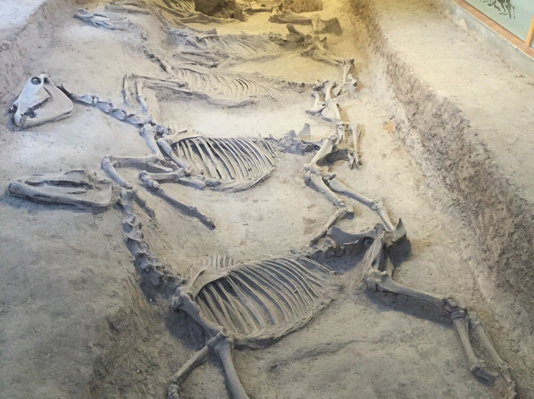 淄博中国古车博物馆-淄博市必去景点