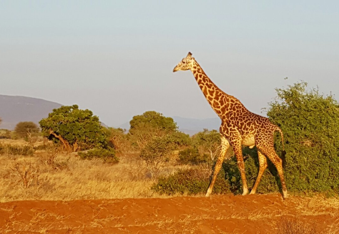 Safari Kenya Top - Private Day Tours-瓦塔木必去景点