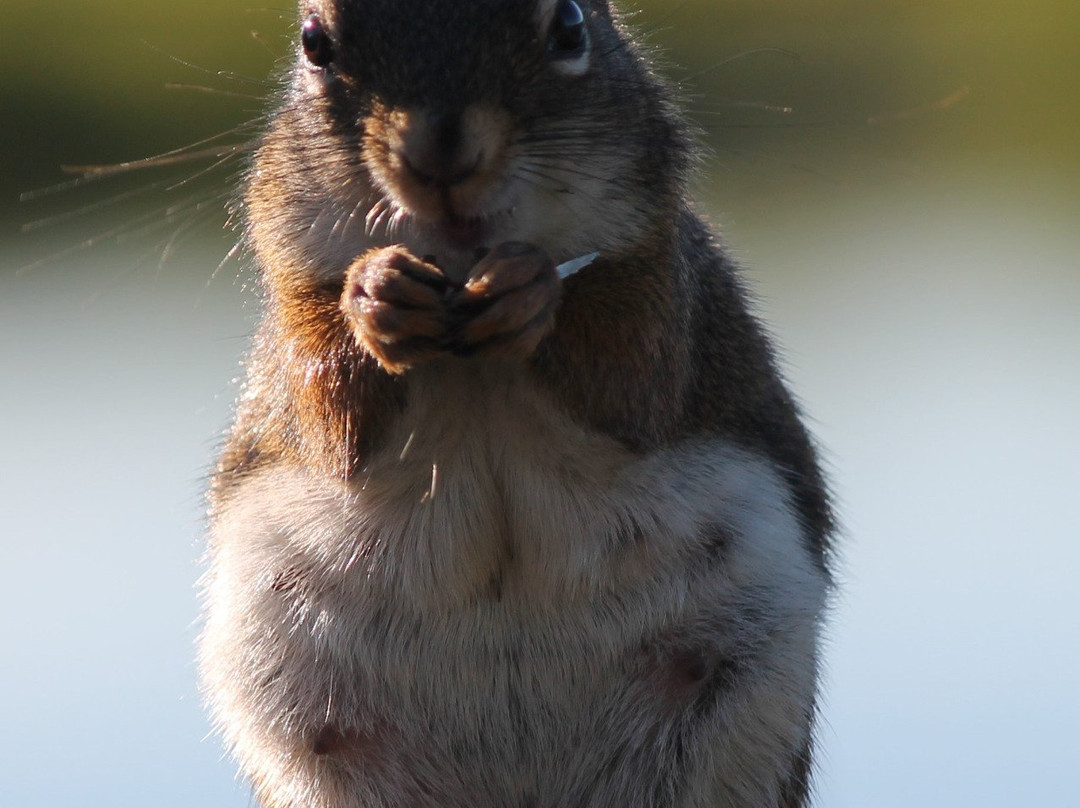 Fielding Bird Sanctuary-Sudbury必去景点