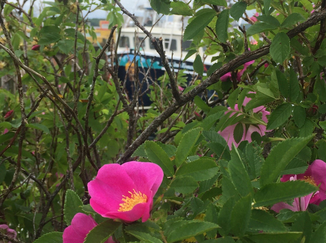 Port Medway Lighthouse Park-Port Medway必去景点