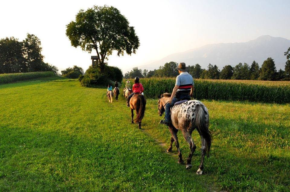 Horse Club Lesce景点图片