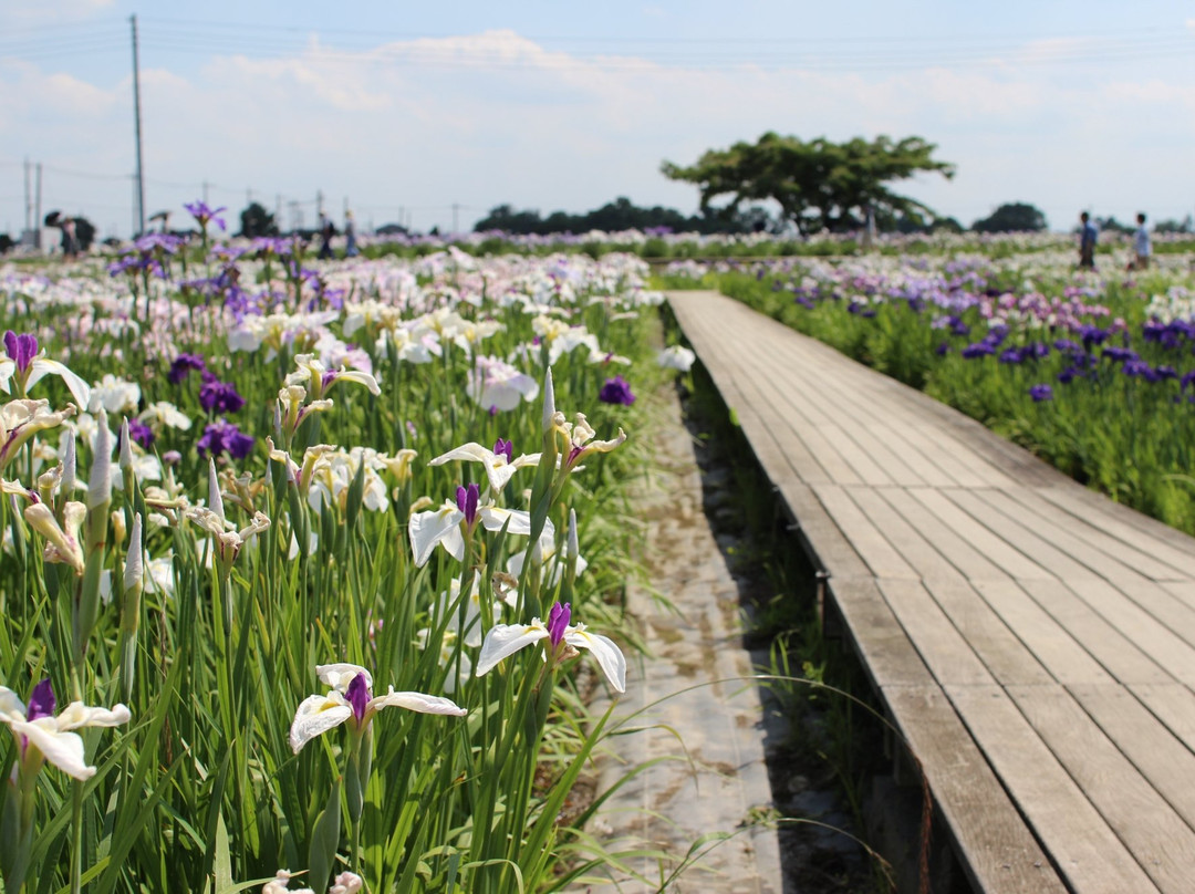 Shobujoshi Ayame Garden-久喜市必去景点