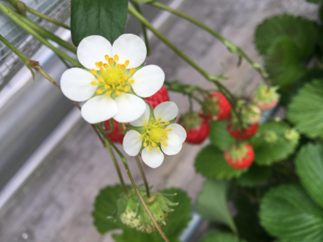 Nikko Strawberry Park-日光市必去景点